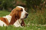 BASSET HOUND 071